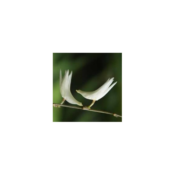 Dendrobium Crumenatum"Pombo"