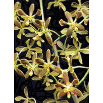 Encyclia Pattens - AD