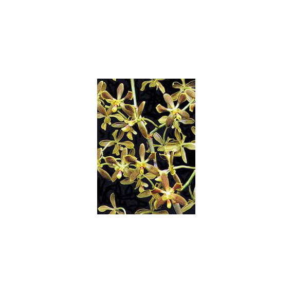 Encyclia Pattens - AD