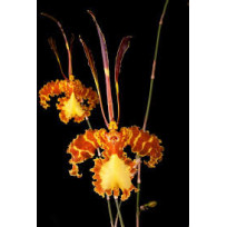 Psychopsis Papilio - AD