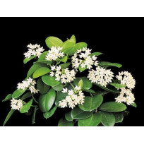 Hoya Australis