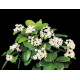 Hoya Australis