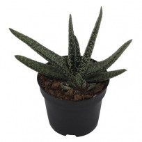 Cacto Estrela (Stapelia Hirsuta)