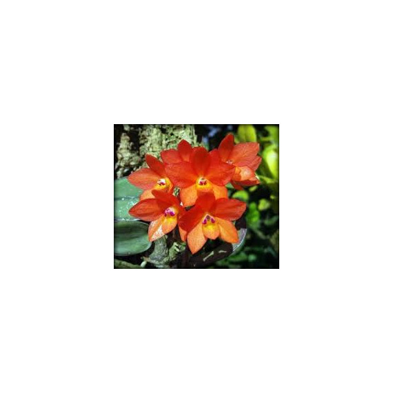 Sophronits alagoensis - AD