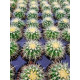 Echinocactus Gusonii  Pt 10