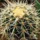 Echinocactus Gusonii  Pt 10
