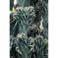 Cacto Monstro Azul - 30 a 40 cm