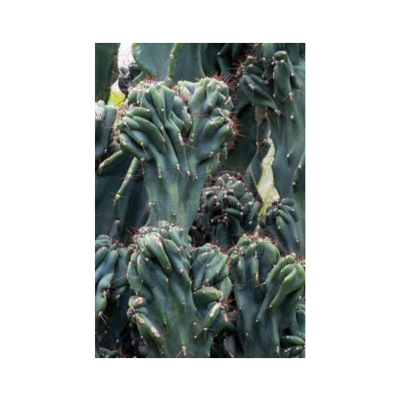 Cacto Monstro Azul - 30 a 40 cm