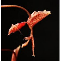 Gongora Bufonia - AD