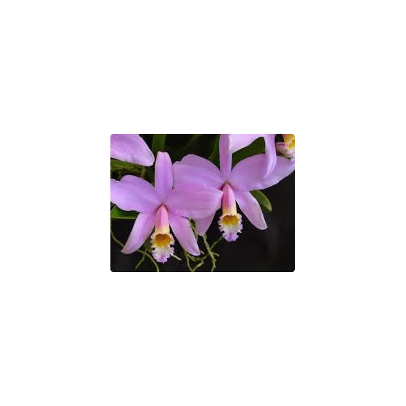Laelia Jongheana - AD