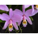Laelia Jongheana - AD