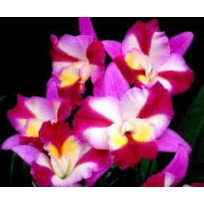 Hawkinsara Sogo Doll - AD