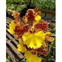 Oncidium Jorge Verboonem - AD