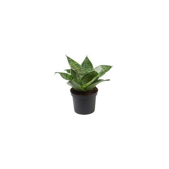 Mini Sanseviera