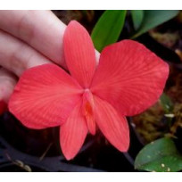 Sophronits Coccinea