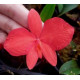 Sophronits Coccinea