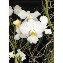 Papilionanthe Poepoe  - AD