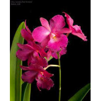 Cattleytonia Jill Sidran - AD