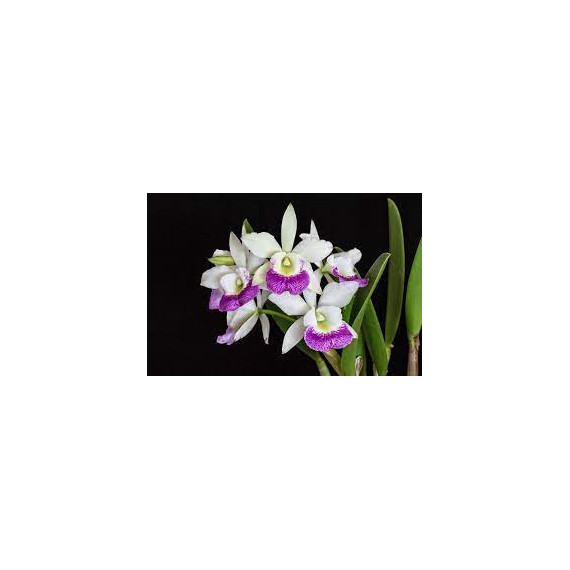 Bc. Hawaiian Star - AD