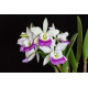 Bc. Hawaiian Star - AD