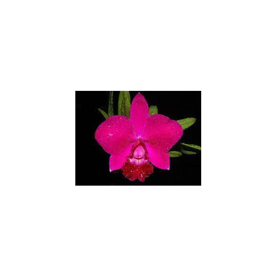 Lc. Chian-tzy Angie Koh - AD