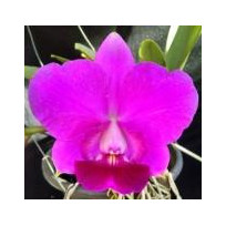 C. Nobilior x Aloha Case -  AD