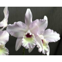 Lc. Puppy Love X Laelia rubescens