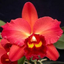 Potinara Odoms Sweetheart - AD
