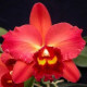 Potinara Odoms Sweetheart - AD