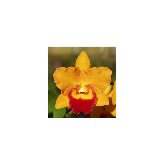  Pot Love Call Tropical Queen - T3 