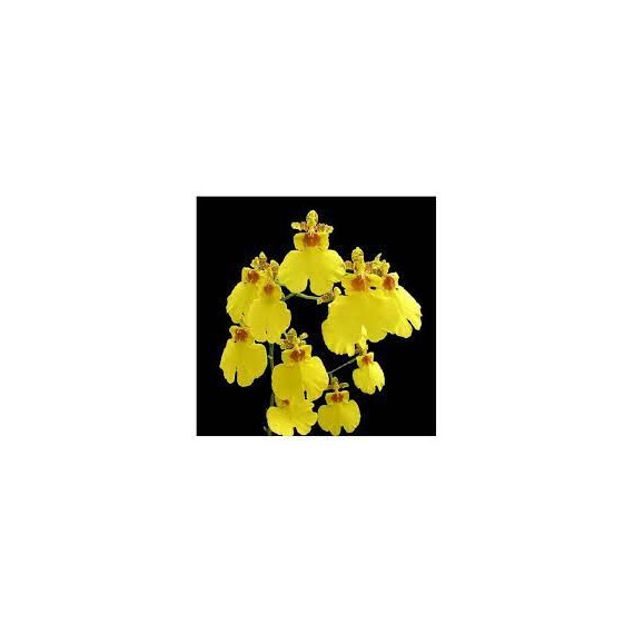 Oncidium Sweet Sugar  (Haste Floral)