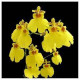 Oncidium Sweet Sugar  (Haste Floral)
