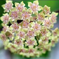 Flor de Cera Hoya Balaiensis