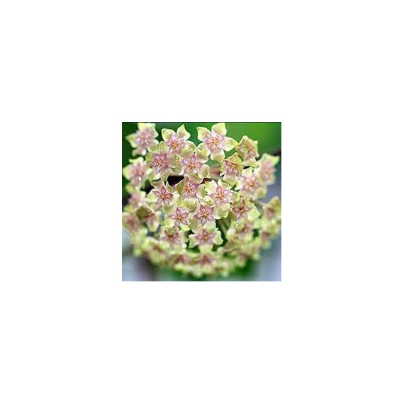 Flor de Cera Hoya Balaiensis