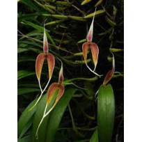 Bulbophyllum Blumei - AD