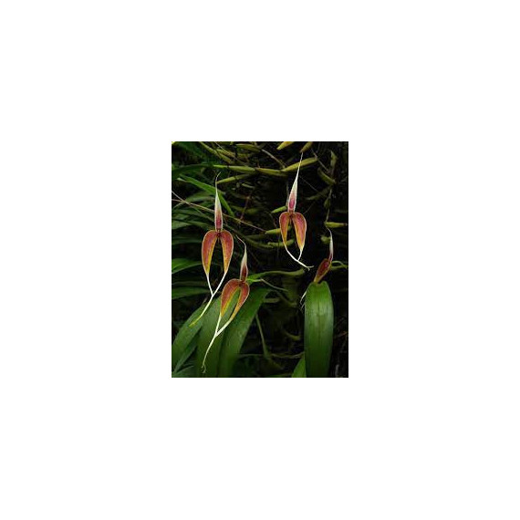 Bulbophyllum Blumei - AD