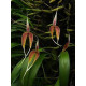Bulbophyllum Blumei - AD