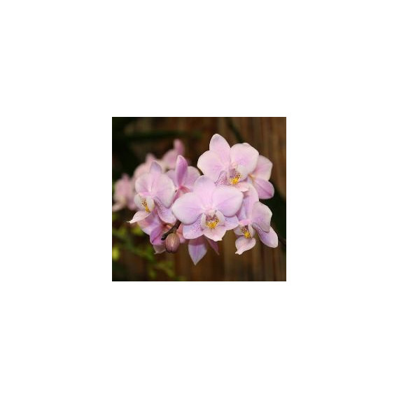 Doritaenopsis  Jiahos Pink Girl  (Época de Flor)