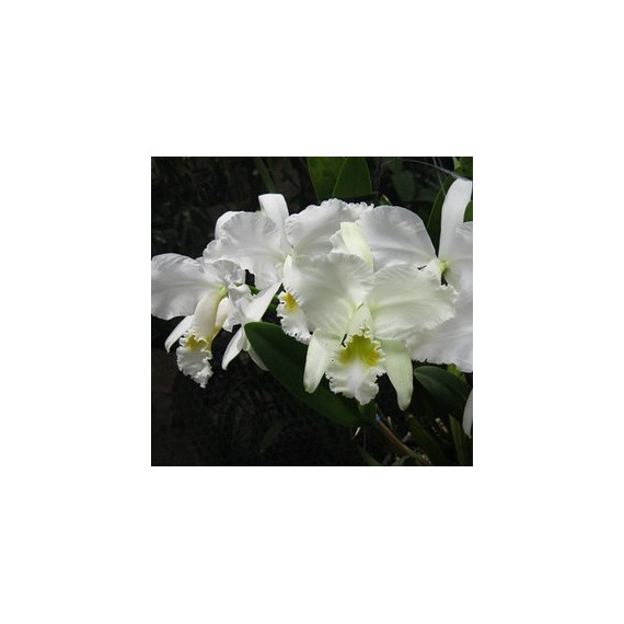 Cattleya Warnerii Alba "Ricardo Bells" - NBS