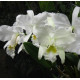 Cattleya Warnerii Alba "Ricardo Bells" - NBS