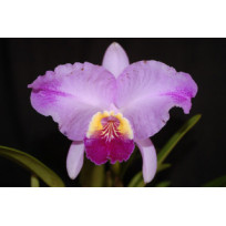 Cattleya Lueddemanniana Flamea Arroyo x Self