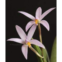 Laelia Reginae - (Touceirinha)