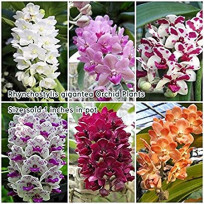 Rhynchostilis Gigantea