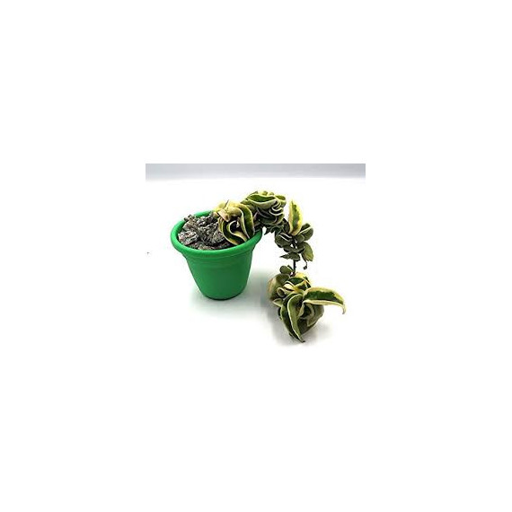 Touceira Hoya Compacta