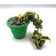 Touceira Hoya Compacta