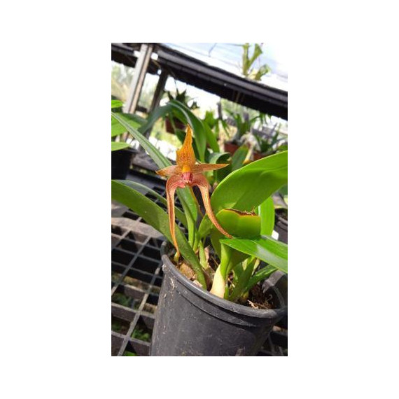 Bulbophyllum Echinolabium x Smitinandii - AD
