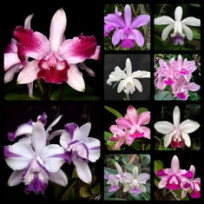 Cattleya Intermedia ( Em Floração)