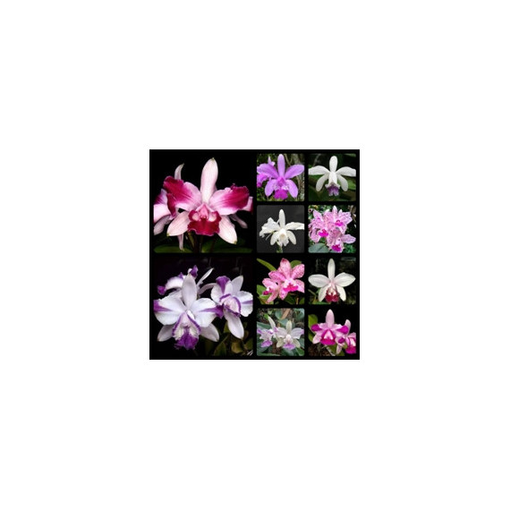 Cattleya Intermedia ( Em Floração)