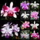 Cattleya Intermedia ( Em Floração)