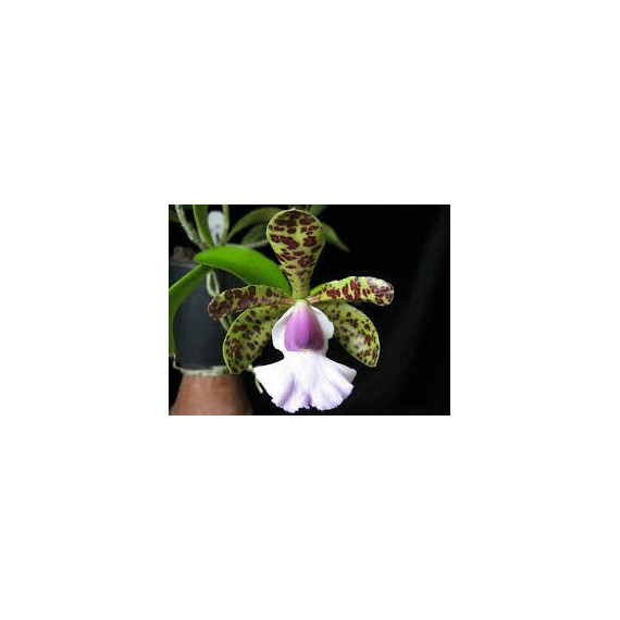 Cattleya Aclandiae Albescens  ( Enraizada na Jangadinha )